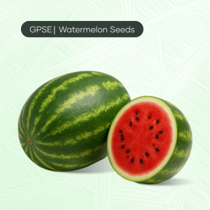 WM-C-H1-002 – High yield crimson oblong watermelon