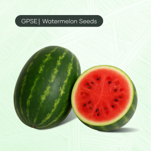 WM-C-H1-004 – Large-sized crimson oblong with firm flesh