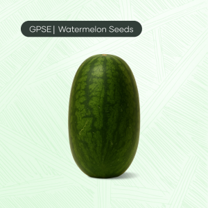 WM-C-H1-024 – Traditional indian type watermelon