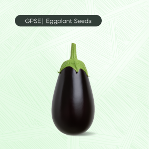 EG-C-H1-003 – Alsamer Hybrid Seed