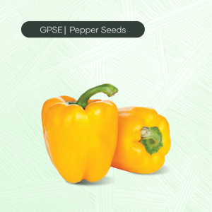 PP-C-H1-006 – Dena Hybrid Seed