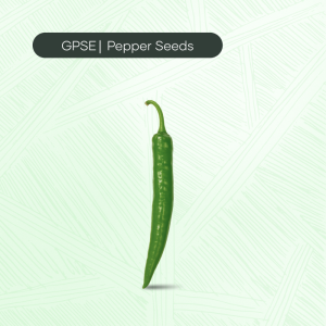 PP-C-H1-011 – Saroukh Hybrid Seed