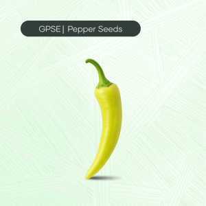 PP-C-H1-022 – GV-21 Hybrid Seed