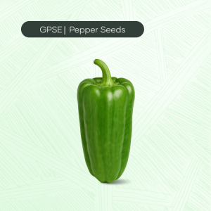 PP-C-H1-025 – 31 Hybrid Seed