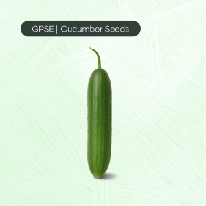 CU-C-H1-001 – Jood Hybrid Cucumber Seed