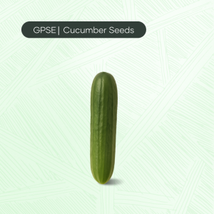 CU-C-H1-003 – Al Fatin Hybrid Cucumber Seed