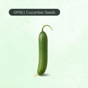 CU-C-H1-006 – SG12*OZ Hybrid Cucumber Seed