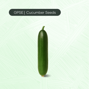 CU-C-H1-008 – Al Arabi 601*602 Hybrid Cucumber Seed