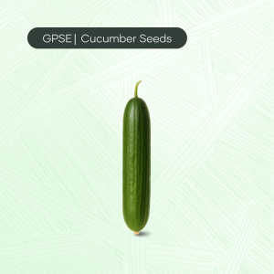 CU-C-H1-009 – JAD 2 02127*602 Hybrid Cucumber Seed