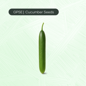 CU-C-H1-010 – JAD 3 SG10*602 Hybrid Cucumber Seed