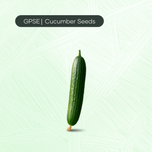 CU-C-H1-011 – JAD NEW L5*602 Hybrid Cucumber Seed