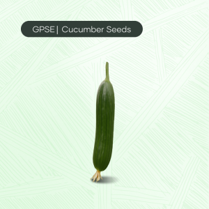 CU-C-H1-014 – Terminator Hybrid Cucumber Seed