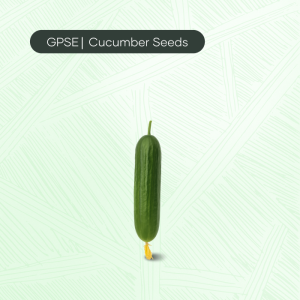 CU-C-H1-015 – Baby 28 Hybrid Cucumber Seed