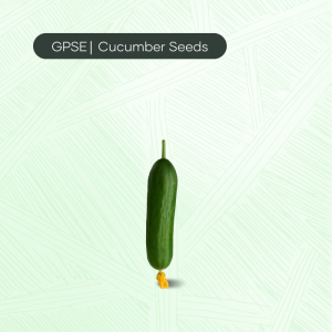 CU-C-H1-017 – Baby 29 Hybrid Cucumber Seed