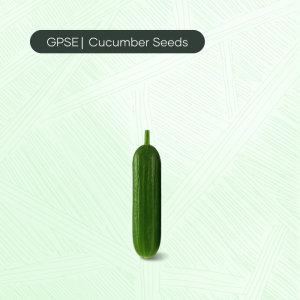 CU-C-H1-019 – Baby 15 Hybrid Cucumber Seed