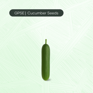 CU-C-H1-020 – Baby 7 Hybrid Cucumber Seed