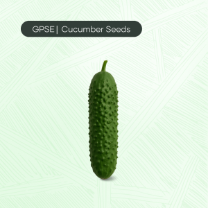 CU-C-H1-021 – 500 Hybrid Cucumber Seed