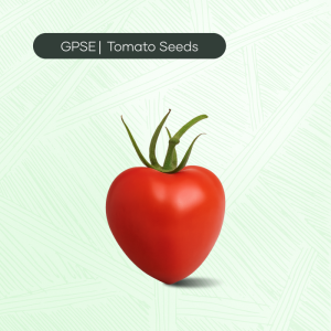 TM-C-H1-003 – 580 Hybrid Tomato Seed