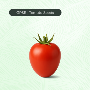 TM-C-H1-004 – 615 Hybrid Tomato Seed