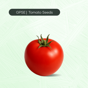 TM-C-H1-007 – 1059 Hybrid Tomato Seed