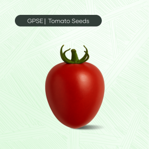 TM-C-H1-008 – 1057 Hybrid Tomato Seed