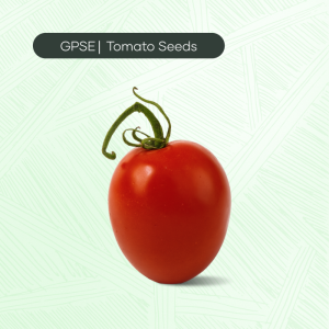 TM-C-H1-009 – 1013 Hybrid Tomato Seed