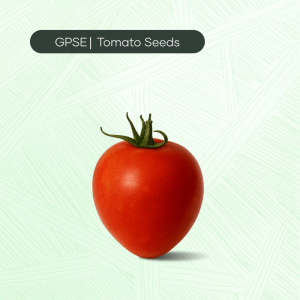 TM-C-H1-012 – 8079 Hybrid Tomato Seed