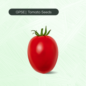 TM-C-H1-017 – ALB Hybrid Tomato Seed
