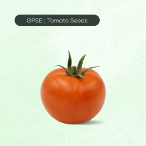TM-C-H1-018 – Avval Hybrid Tomato Seed