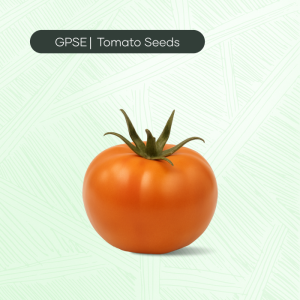 TM-C-H1-019 – HK Hybrid Tomato Seed