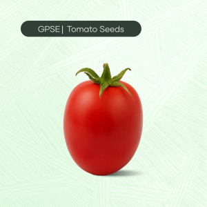 TM-C-H1-020 – RS-077 Hybrid Tomato Seed