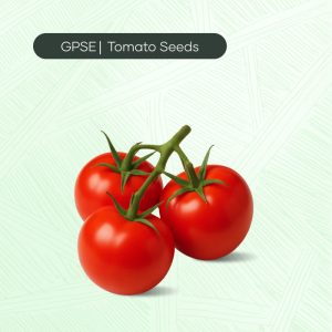TM-C-H1-022 – GV-9 Hybrid Tomato Seed