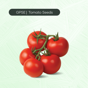 TM-C-H1-023 – GV-1 Hybrid Tomato Seed