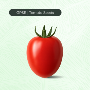 TM-C-H1-024 – Albion Hybrid Tomato Seed