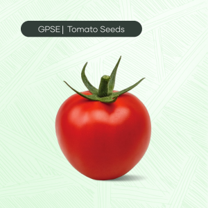 TM-C-H1-028 – Masa Hybrid Tomato Seed